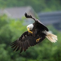 Bald Eagle, Denali National Park, Alaska, Naturalist Journeys