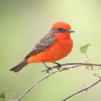 Vermilion Flycatcher, Southeast Arizona, Arizona, Arizona Nature Tour, Arizona Birding Tour, Naturalist Journeys