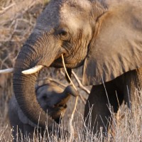 Elephants, Okavango Delta, Botswana, African Safari, Botswana Safari, Naturalist Journeys 