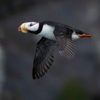 Puffin, Denali National Park, Alaska, Alaska Nature Tour, Alaska Wildlife Tour, Naturalist Journeys 