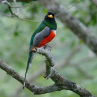 Coppery-tailed Trogon, Southeast Arizona, Arizona, Naturalist Journeys 