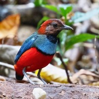 Papuan Pitta