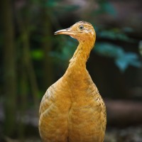 Red-winged Tinamou
