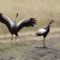 Crowned Crane, South Africa, African Safari, South African Safari, South Africa Wildlife Safari, Naturalist Journeys