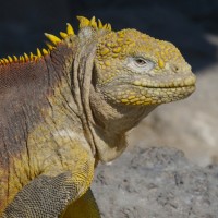 Land Iguana, Galapagos, Galapagos Islands, Naturalist Journeys