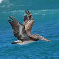 Brown Pelican, Mexico, Sea of Cortez, Naturalist Journeys 