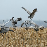 Sandhill Cranes, Sandhill Crane Migration Tour, Platte River, Nebraska, Migration Tour, Naturalist Journeys