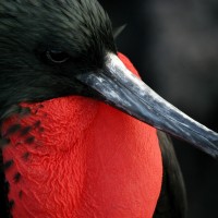 Frigatebird, Galapagos, Galapagos Islands, Naturalist Journeys