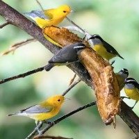 Prothonotary Warbler, Panama, Panama Birding Tour, Panama Nature Tour, Naturalist Journeys
