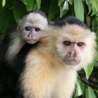 White-fronted Capuchin, Panama, Panama Nature Tour, Panama Birding Tour, Naturalist Journeys