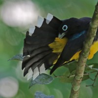 Black-headed Trogon, Belize, Belize Nature Tour, Belize Birding Tour, Naturalist Journeys