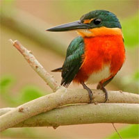 Pygmy Kingfisher, Guyana, Naturalist Journeys