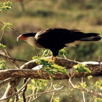 Crested Caracara, Texas Hill Country, Naturalist Journeys 