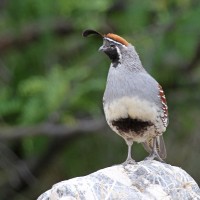 Gambel's Quail, Southeast Arizona, Arizona, Arizona Nature Tour, Arizona Birding Tour, Naturalist Journeys