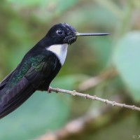 Collared Inca, Ecuador, Ecuador Bird Photography Tour, Ecuador Nature Photography Tour, Bird Photography Tour, Nature Photography Tour, Naturalist Journeys