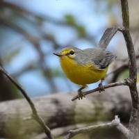 Barbuda Warbler, Lesser Antilles Birding Tour, Naturalist Journeys, Lesser Antilles Endemics, Lesser Antilles Wildlife, Caribbean Birding