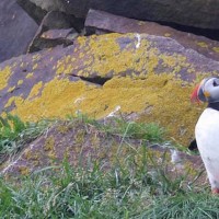 Atlantic Puffin, Iceland, Iceland Birding Tour, Iceland Nature Tour, Iceland Wildlife Tour, Naturalist Journeys