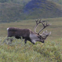 Caribou, Denali National Park, Alaska, Naturalist Journeys