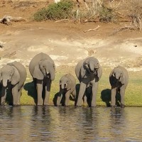 Elephants, Okavango Delta, Botswana, African Safari, Botswana Safari, Naturalist Journeys 