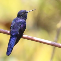 Royal Sunangel, Peru, Northern Peru, Peru Birding Tour, Peru Nature Tour, Naturalist Journeys
