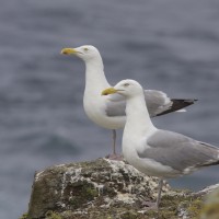 Herring Gull, Maine, Maine Birding Tour, Maine Nature Tour, Acadia National Park, Acadia National Park Tour, Naturalist Journeys