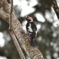 Syrian Woodpecker, Israel Birding Tour, Israel Nature Tour, Israel, Naturalist Journeys, Middle East Birding
