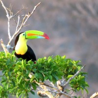 Keel-billed Toucan, Belize, Belize Nature Tour, Belize Birding Tour, Naturalist Journeys