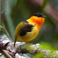 Orange-collared Manakin, Panama, Darien, Panama Birding Tour, Panama Nature Tour, Naturalist Journeys