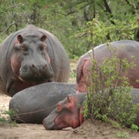 Hippopotamus, Tanzania, Naturalist Journeys
