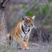 Hoolock Gibbon, India Nature Tour, India Wildlife Tour, India Wildlife Safari, Naturalist Journeys