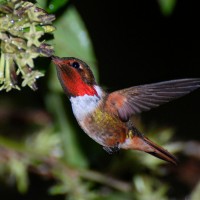 Scintillant Hummingbird, Costa Rica, Naturalist Journeys, Costa Rica Birding Tour, Costa Rica Nature Tour