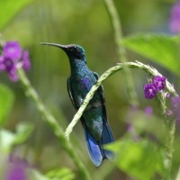 Sparkling Violetear, Ecuador, Naturalist Journeys 