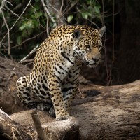 Jaguar, Pantanal, Brazil, Naturalist Journeys