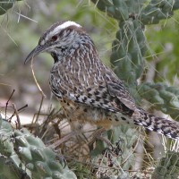 Cactus Wren, Southeast Arizona, Arizona, Arizona Nature Tour, Arizona Birding Tour, Naturalist Journeys
