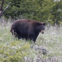 Black Bear, Yellowstone National Park, Yellowstone Birding Tour, Yellowstone Nature Tour, Yellowstone Wildlife Tour, Naturalist Journeys