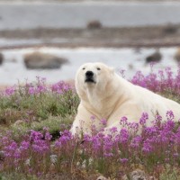 Polar Bear, Churchill, Arctic, Churchill Nature Tour, Churchill Wildlife Tour, Arctic Nature Tour, Arctic Wildlife Tour, Arctic Birding Tour, Naturalist Journeys