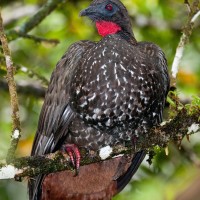 Crested Guan, Panama, Naturalist Journeys
