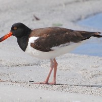 American Oyster Catcher, Texas, Texas Coast, Big Thicket, Texas Birding Tour, Spring Migration Tour, Texas Migration Tour, Texas Nature Tour, Naturalist Journeys 
