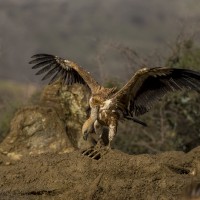 Griffon Vulture, Spain, Spanish Birding Tour, Naturalist Journeys