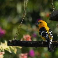 Yellow Grosbeak, Mexico Birding & Nature, Pacific Mexico Tour, Naturalist Journeys Tour, Naturalist Journeys Birding & Nature Tour