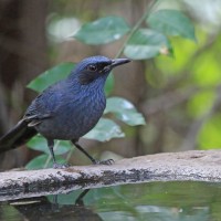 Blue Mockingbird, Oaxaca, Oaxaca Birding Trip, Oaxaca Nature Trip, Mexico Birding Trip, Mexico Nature Trip, Naturalist Journeys