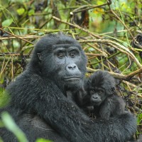 Mountain Gorilla, Uganda, Uganda Safari, Uganda Wildlife Tour, Uganda Nature Tour, Naturalist Journeys