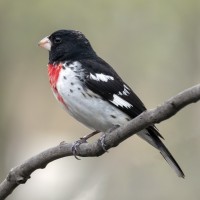 Rose-breasted Grosbeak, Biggest Week in Birding, Ohio, Naturalist Journeys 