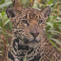 Jaguar, Pantanal, Brazil, Naturalist Journeys
