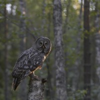 Finland Birding Tour, Finland Nature Tours, Naturalist Journeys, Europe Birding, Norway, Norway Birding Tour