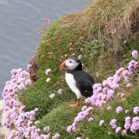 Atlantic Puffin, Scotland, Scotland Nature Tour, Scotland Birding Tour, Naturalist Journeys
