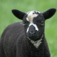 Scotland, Scotland Nature Tour, Scotland Birding Tour, Naturalist Journeys