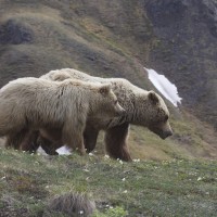 Grizzly Bears, Denali National Park, Alaska, Alaska Nature Tour, Alaska Wildlife Tour, Naturalist Journeys 