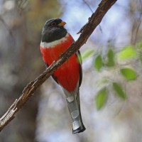 Elegant Trogon, Southeast Arizona, Arizona, Naturalist Journeys 