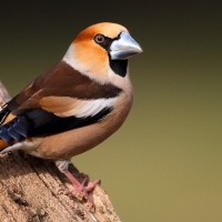 Hawfinch, Austria, Hungary, Naturalist Journeys 